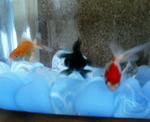 200607293F3F8FA2C28FA2ED-thumbnail2.jpg