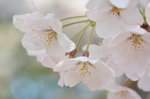 sakurahanabira.jpg